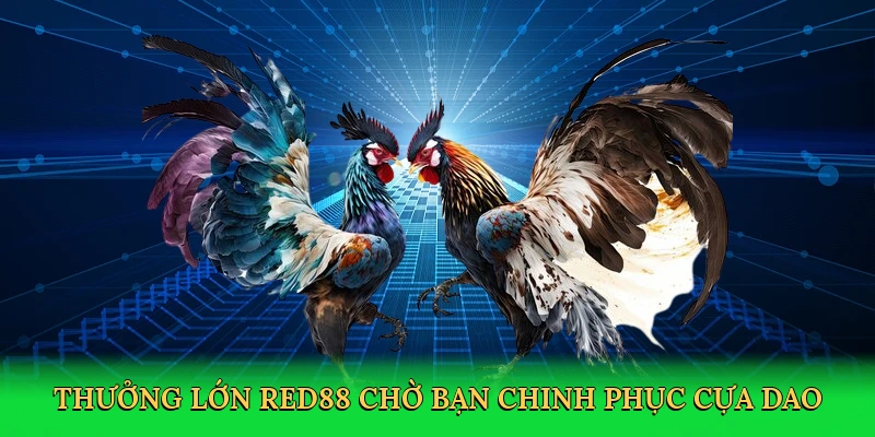 Đá Gà Cựa Dao – Đấu Trường Cựa Sắc Tại Red88