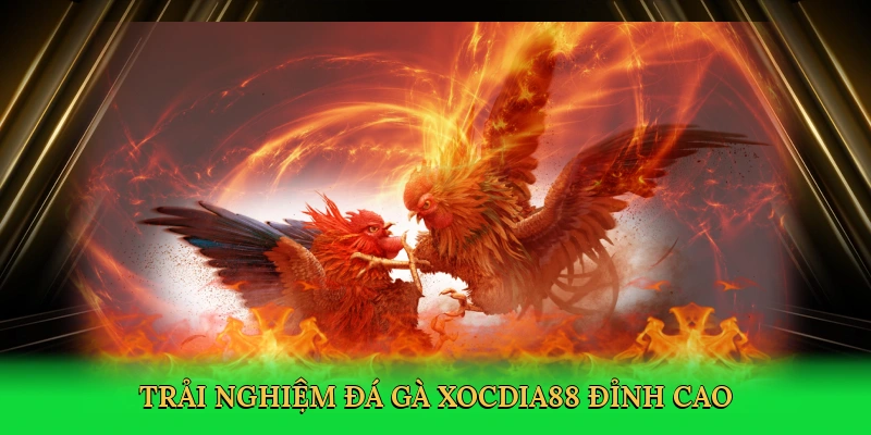 Đá Gà Philippine – Cá Cược Kịch Tính Tại Xocdia88