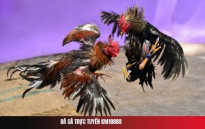 Đá Gà Trực Tuyến Km1888b
