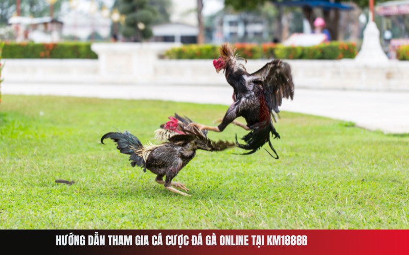 Hướng dẫn tham gia cá cược đá gà online tại Km1888b